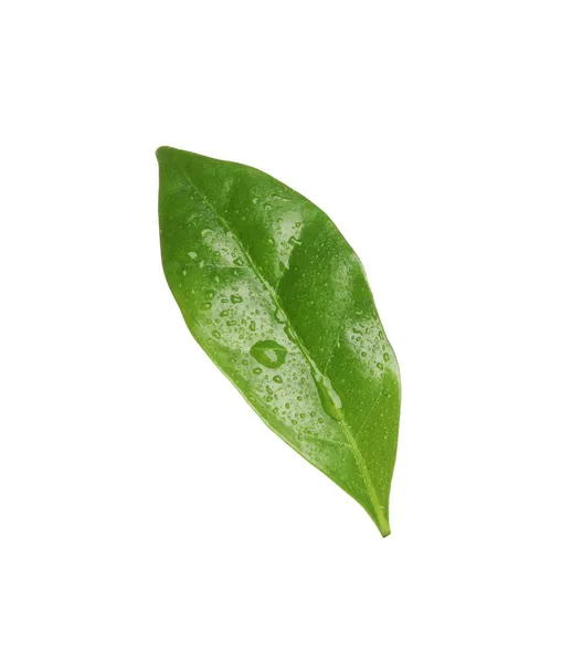 Leaf Coffee Plant Water Drops Isolated White — Stock Photo, Image