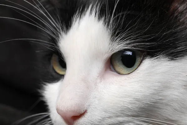 Närbild Svart Och Vit Katt Med Vackra Ögon — Stockfoto