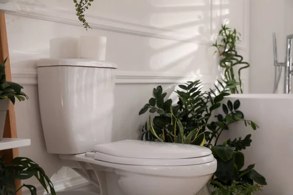 Fehér Tál Zöld Szobanövények Fürdőszobában Belső Kialakítás — Stock Fotó