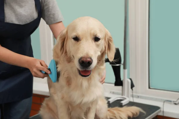 Profissional Groomer Escovação Pele Cão Bonito Salão Beleza Animal Estimação — Fotografia de Stock