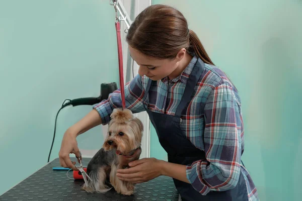 ペット美容室でかわいい犬にスタイリッシュなヘアカットを与えるプロのグルーマー — ストック写真