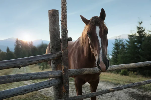 Красивая Лошадь Возле Деревянного Забора Горах — стоковое фото