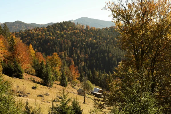 Malowniczy Widok Piękny Górski Las Słoneczny Dzień Jesienią — Zdjęcie stockowe