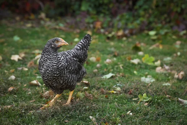 Hermoso Pollo Patio Granja Animales Domésticos —  Fotos de Stock