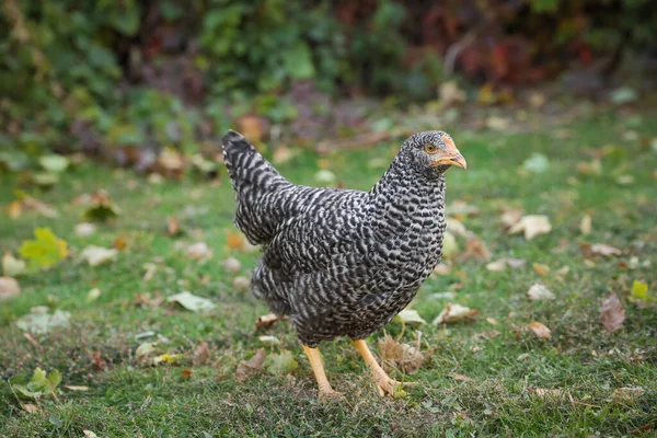마당에 아름다운 닭이야 — 스톡 사진