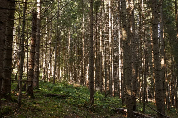 Pittoresca Vista Della Bellissima Foresta Conifere Nella Giornata Sole — Foto Stock