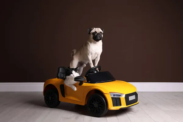 Uroczy Pies Mops Kot Zabawkowym Samochodzie Pobliżu Brązowej Ściany Wewnątrz — Zdjęcie stockowe