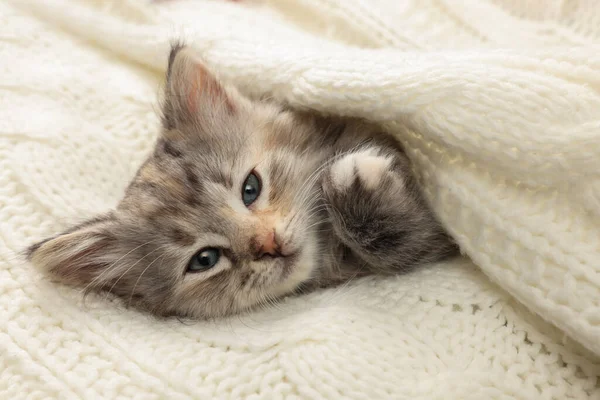 Cute Kotek Białej Dzianiny Koc Niemowlę — Zdjęcie stockowe