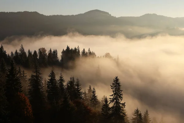 Panorama Pittoresco Del Paesaggio Montano Con Foresta Fitta Nebbia — Foto Stock