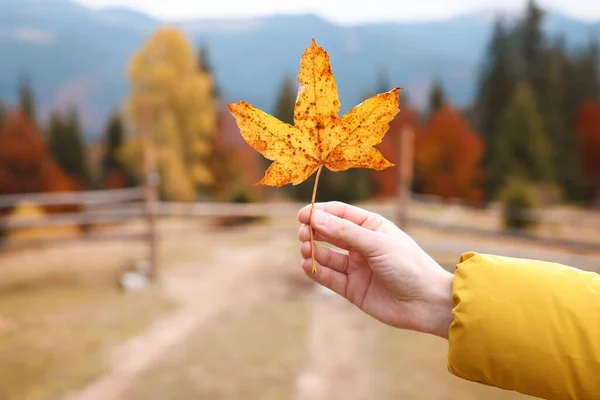 Mujer Sosteniendo Hermosa Hoja Amarilla Aire Libre Día Otoño Primer — Foto de Stock