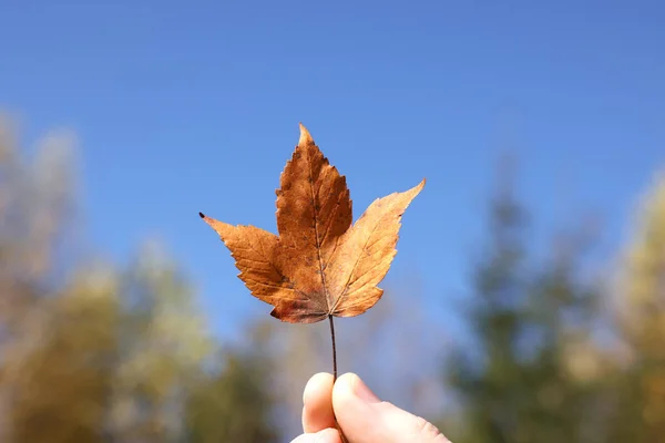 밖에서 아름다운 응고되어 — 스톡 사진