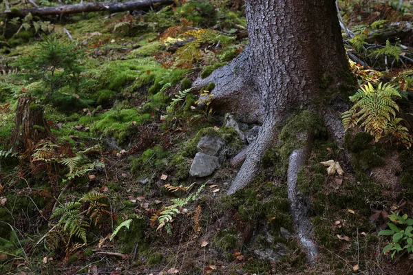 Young Plants Moss Growing Tree Forest — Stock Photo, Image