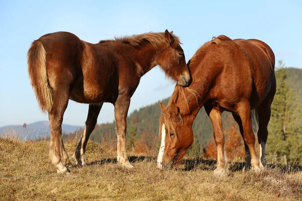 Prachtige Paarden Grazen Bergen Zonnige Dag — Stockfoto