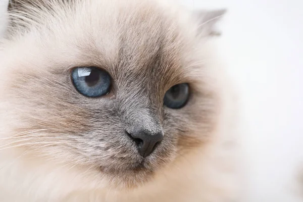 Birman Gato Com Belos Olhos Azuis Fundo Claro Close — Fotografia de Stock