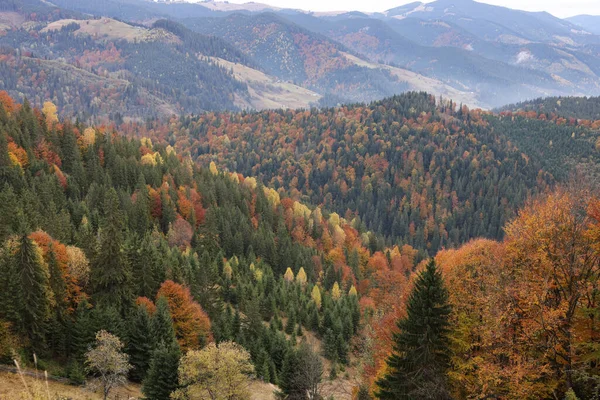 Malowniczy Widok Pięknego Górskiego Lasu Jesienią — Zdjęcie stockowe