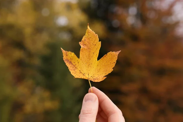 Mujer Sosteniendo Hermosa Hoja Otoño Cerca Del Bosque Primer Plano — Foto de Stock