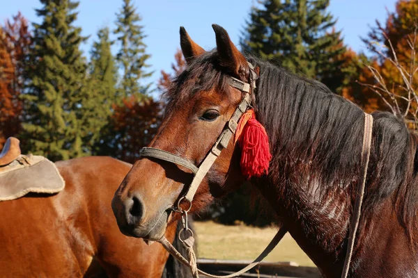 Beau Cheval Avec Bride Extérieur Par Une Journée Ensoleillée Charmant — Photo