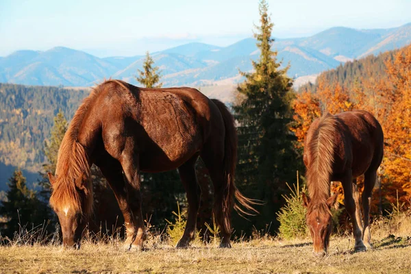 Brązowe Konie Pasące Się Górach Słoneczny Dzień Piękne Zwierzęta — Zdjęcie stockowe
