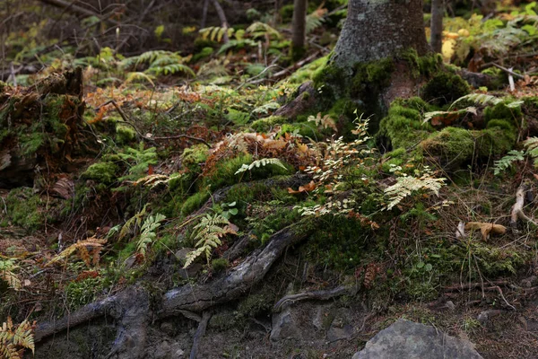 Terreno Con Raíces Árboles Musgo Plantas Bosque — Foto de Stock