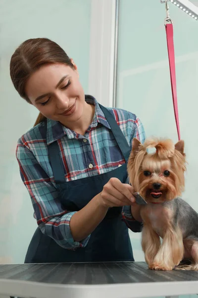 Profissional Groomer Trabalhando Com Cão Bonito Salão Beleza Pet — Fotografia de Stock