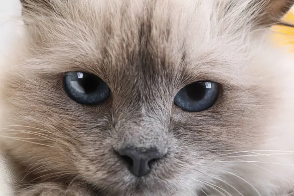 Birman Cat Beautiful Blue Eyes Closeup — Stock Photo, Image