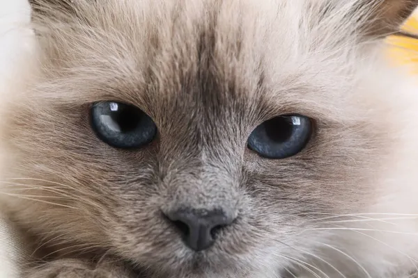 Gato Birmania Con Hermosos Ojos Azules Primer Plano —  Fotos de Stock