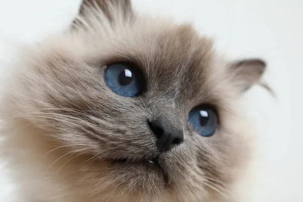 Birman Kat Met Mooie Blauwe Ogen Lichte Achtergrond Close — Stockfoto