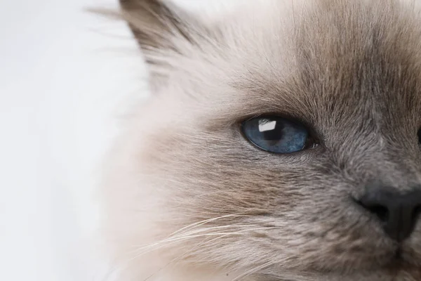 Birman Gato Com Belos Olhos Azuis Fundo Claro Close — Fotografia de Stock