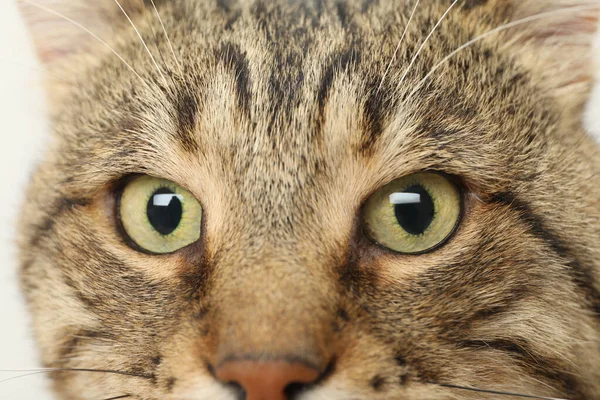 Pandangan Dekat Kucing Tabby Dengan Mata Hijau Terang Yang Indah — Stok Foto