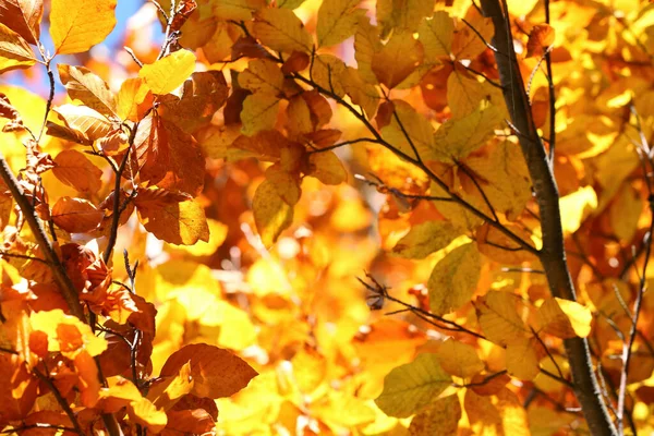 아름다운 단풍이 내리는 가을에 나무들이 감싸여 — 스톡 사진