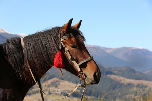 Beau Cheval Montagne Par Temps Ensoleillé Espace Pour Texte Charmant — Photo