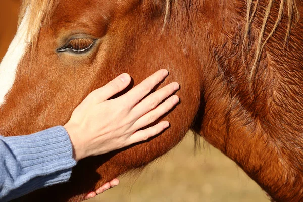 Mulher Acariciando Belo Cavalo Livre Dia Ensolarado Close — Fotografia de Stock
