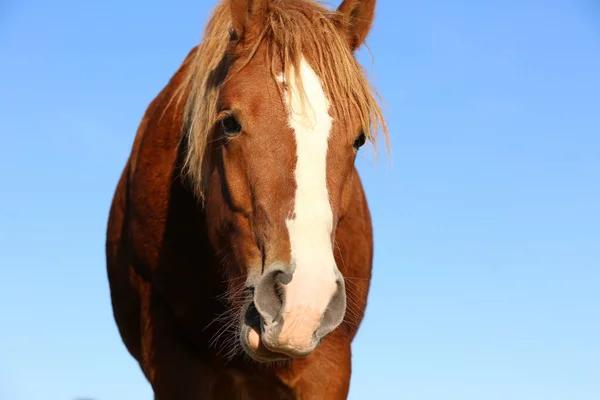 Beau Cheval Brun Contre Ciel Bleu Charmant Animal — Photo