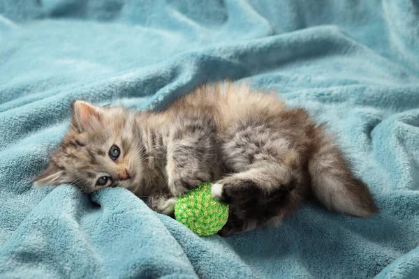 Schattig Kitten Spelen Met Bal Licht Blauwe Deken — Stockfoto