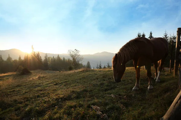 Красивый Вид Лошадей Возле Деревянного Забора Горах — стоковое фото