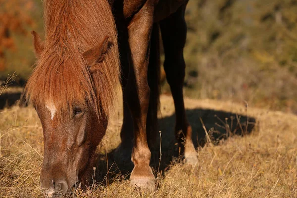 Cavallo Bruno Pascolo All Aperto Nella Giornata Sole Bellissimo Animale — Foto Stock