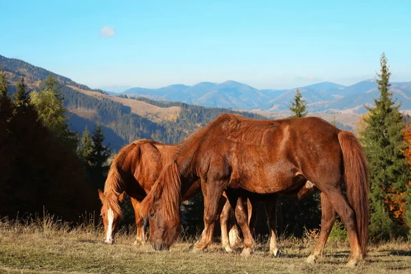 Bruine Paarden Grazen Bergen Zonnige Dag Mooie Huisdieren — Stockfoto