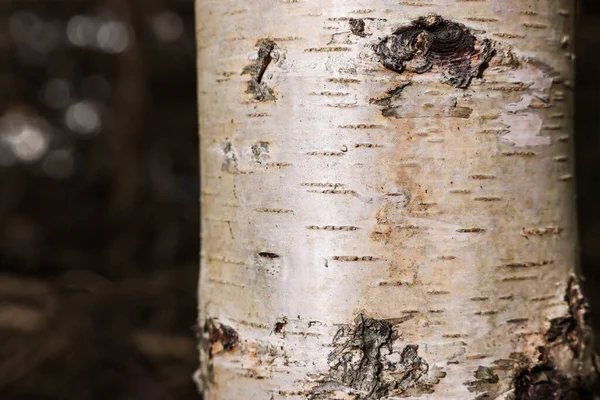 Ağaç Gövdesindeki Ağaç Kabuğu Dokusu Yakın Plan — Stok fotoğraf