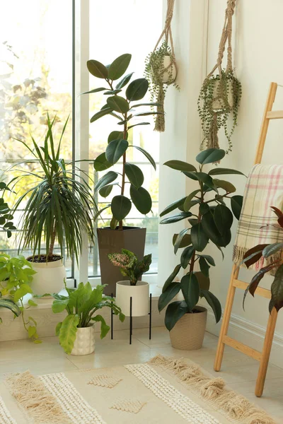 Viele Schöne Zimmerpflanzen Hellen Raum Innenarchitektur — Stockfoto