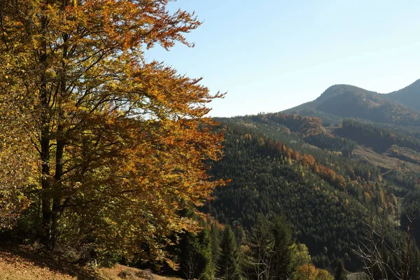 Malowniczy Widok Piękny Górski Las Słoneczny Dzień Jesienią — Zdjęcie stockowe