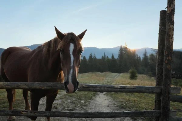 Красивая Лошадь Возле Деревянного Забора Горах — стоковое фото