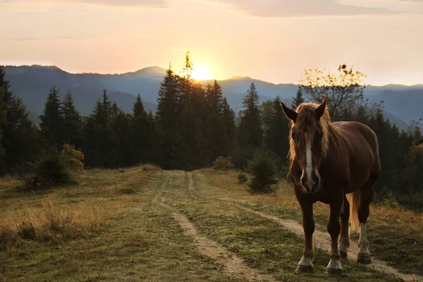Красивый Вид Лошадь Пастбище Горах Закате — стоковое фото