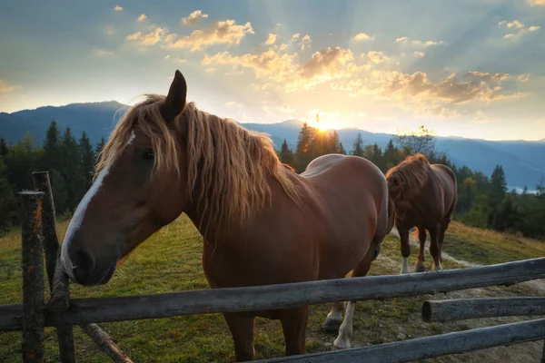 Красивые Лошади Возле Деревянного Забора Горах Закате — стоковое фото