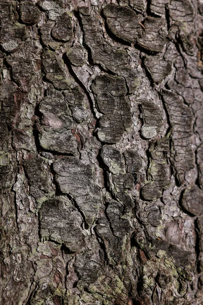 Υφή Φλοιού Δέντρου Φόντο Προβολή Closeup — Φωτογραφία Αρχείου