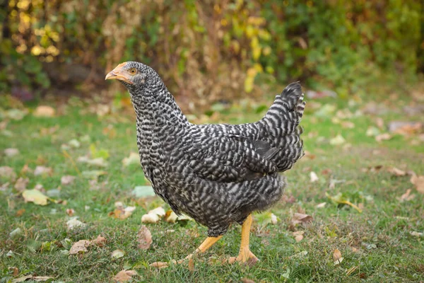 Krásné Kuře Dvoře Farmě Domácí Zvíře — Stock fotografie