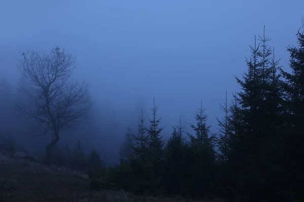 Schöne Aussicht Auf Neblige Bäume Morgen — Stockfoto