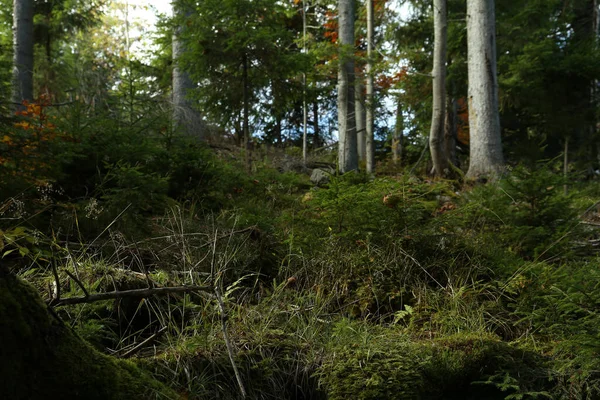 Beautiful View Forest Conifer Trees Autumn Picturesque Landscape — Stock Photo, Image