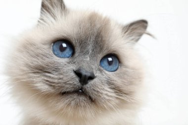 Açık arkaplanda güzel mavi gözleri olan Birman kedisi, yakın plan.