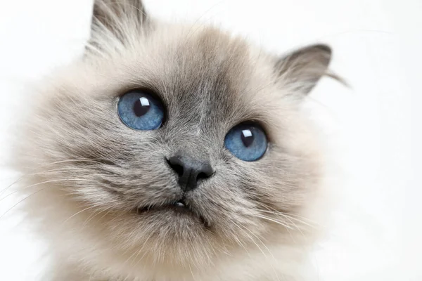 Бірменський Кіт Красивими Блакитними Очима Світлому Фоні Крупним Планом — стокове фото