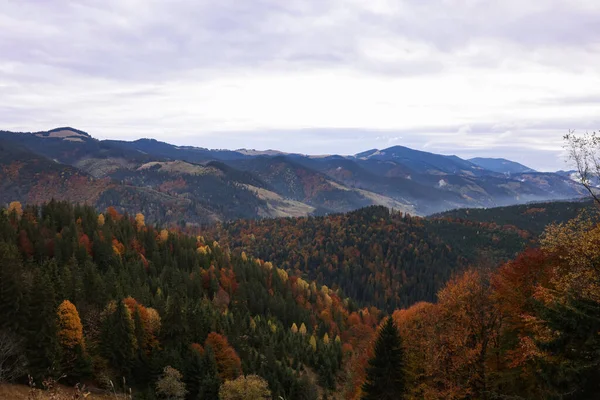 Pintoresca Vista Del Hermoso Bosque Montaña Otoño — Foto de Stock